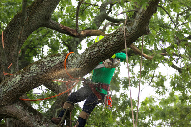 Best Hazardous Tree Removal  in Clawson, MI