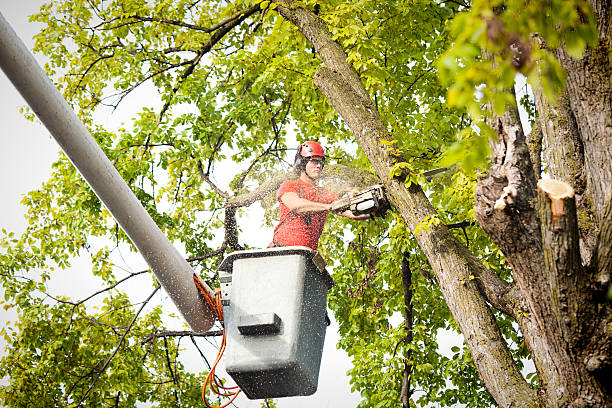 Best Tree Health Inspection  in Clawson, MI