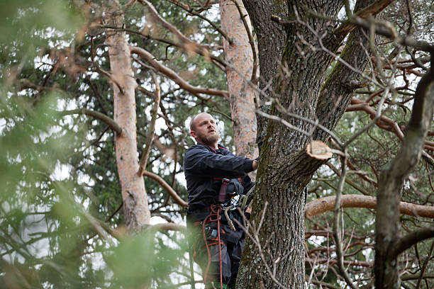 Best Emergency Tree Removal  in Clawson, MI